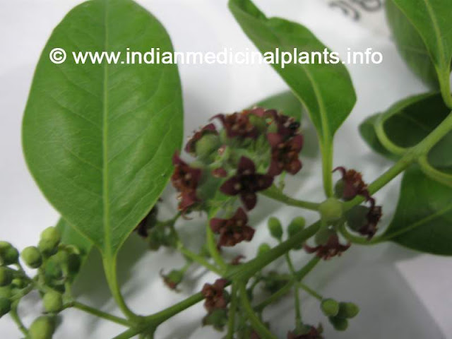 Santalum album - chandhana- FLOWER.jpg